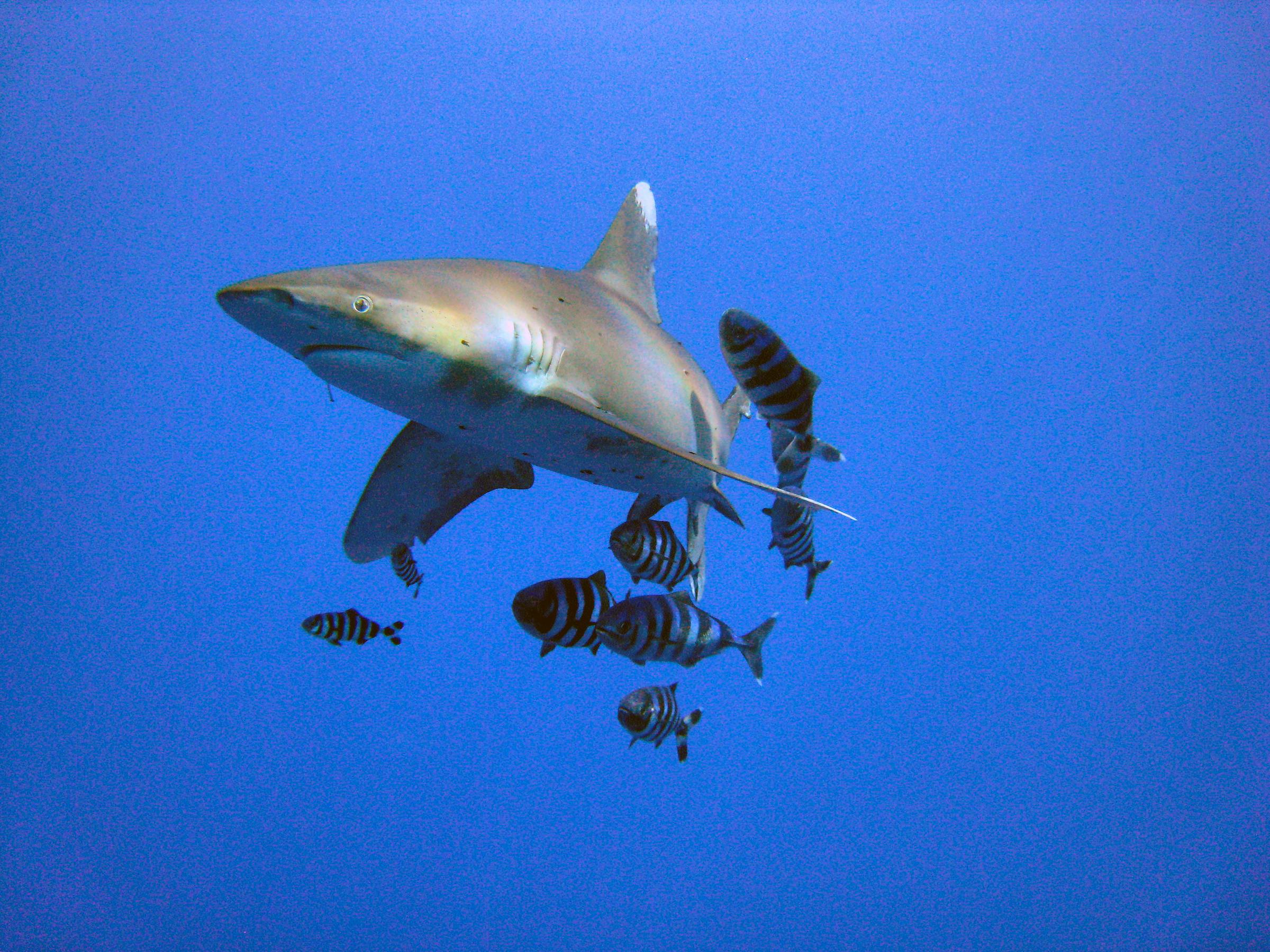 Oceanic Whitetip shark